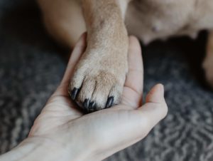 Main et patte chien